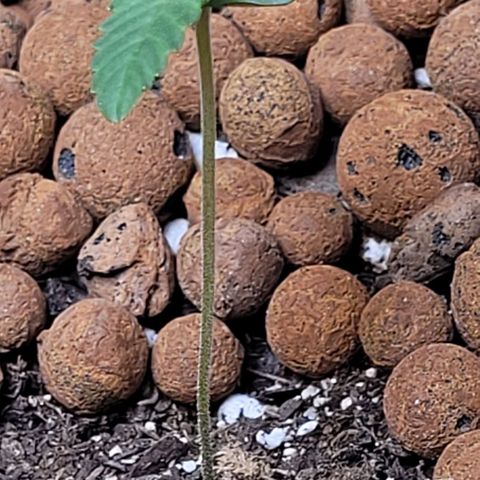 Gummibears growlog timeline photo