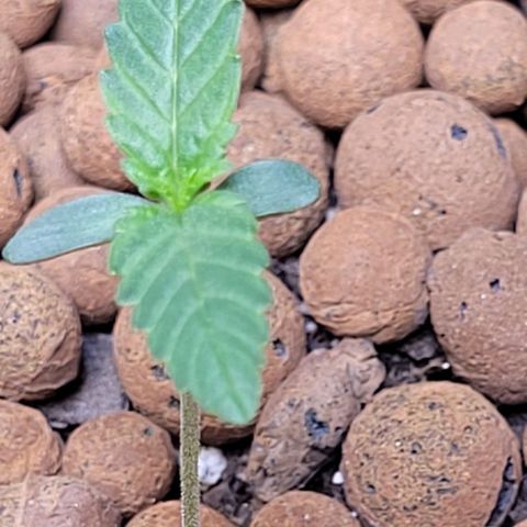 Gummibears growlog timeline photo