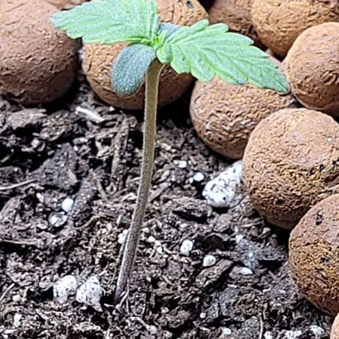 Zkittlez growlog timeline photo