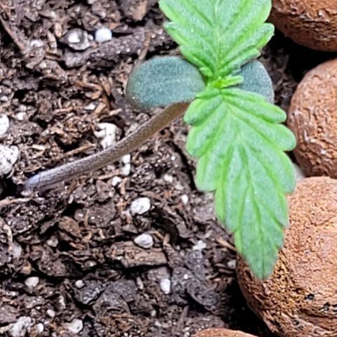 Zkittlez growlog timeline photo