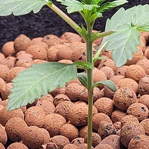 Froot by the foot growlog timeline photo