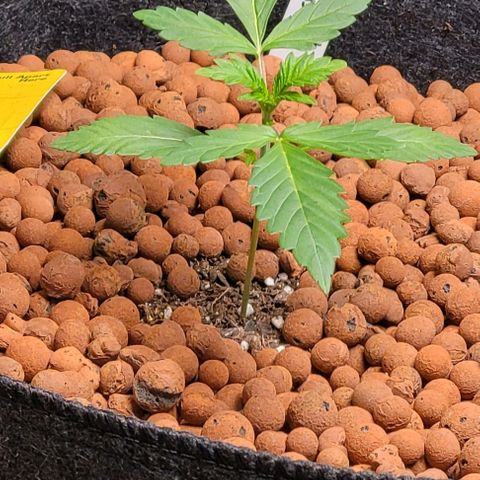 Froot by the foot growlog timeline photo