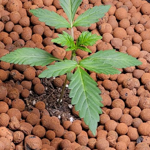 Froot by the foot growlog timeline photo