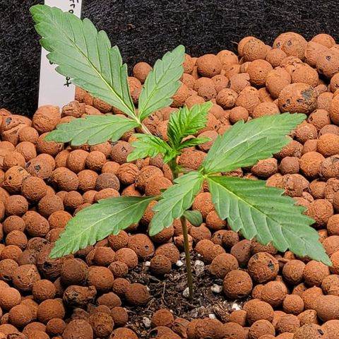 Froot by the foot growlog timeline photo