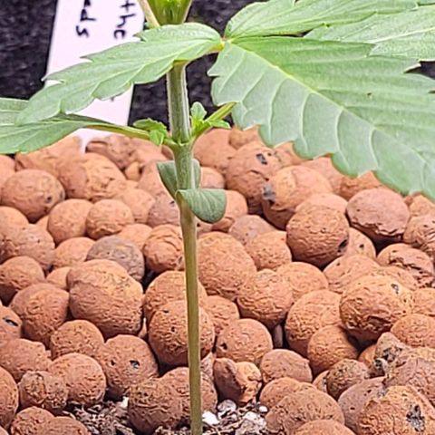 Froot by the foot growlog timeline photo
