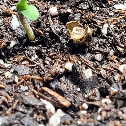 Dubble Cookies 🍪 growlog timeline photo