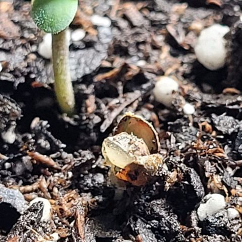Dubble Cookies 🍪 growlog timeline photo