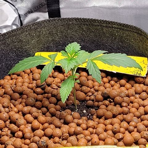 Froot by the foot growlog timeline photo