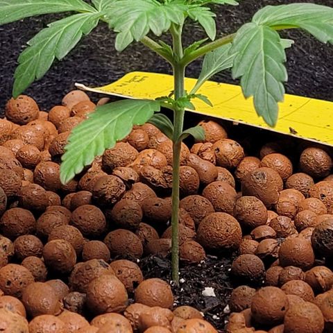 Froot by the foot growlog timeline photo