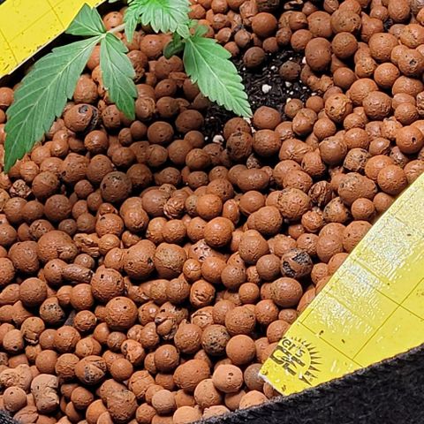 Froot by the foot growlog timeline photo