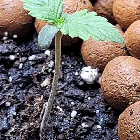 Zkittlez growlog timeline photo