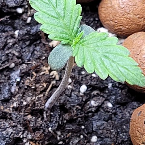 Zkittlez growlog timeline photo