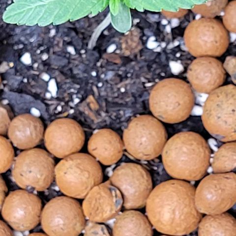 Gummibears growlog timeline photo