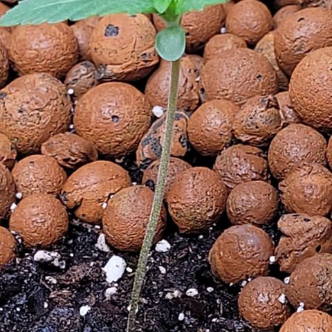 Gummibears growlog timeline photo