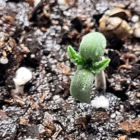 Dubble Cookies 🍪 growlog timeline photo