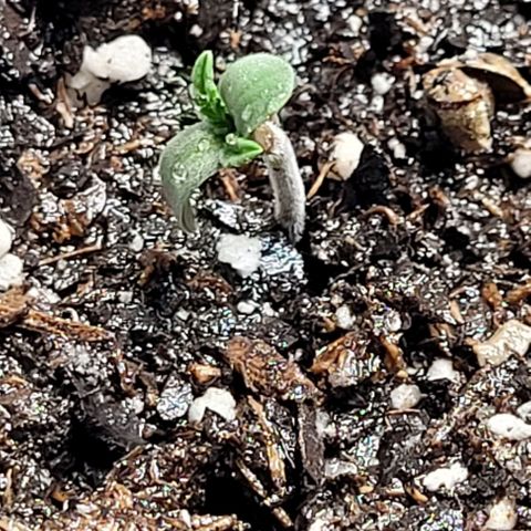 Dubble Cookies 🍪 growlog timeline photo