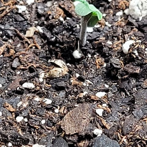 Dubble Cookies 🍪 growlog timeline photo