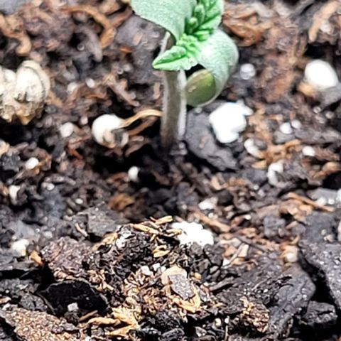 Dubble Cookies 🍪 growlog timeline photo