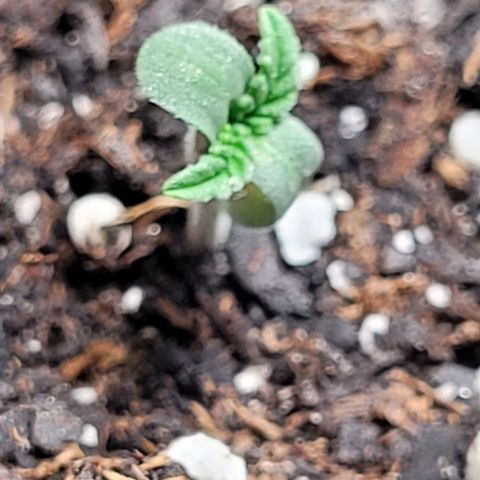 Dubble Cookies 🍪 growlog timeline photo