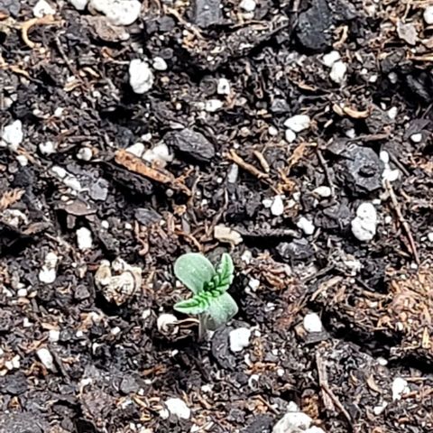 Dubble Cookies 🍪 growlog timeline photo