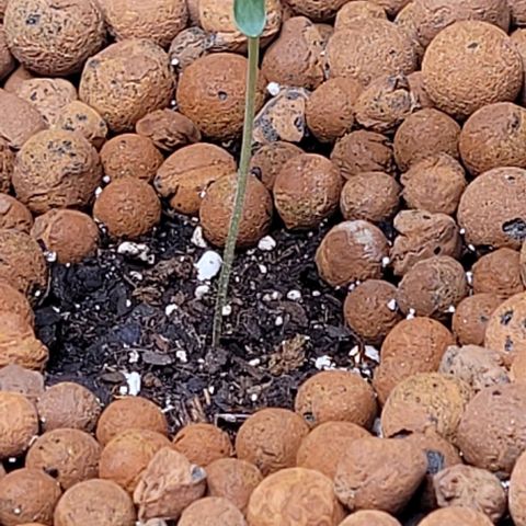 Gummibears growlog timeline photo