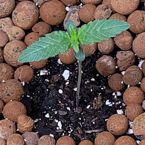 Gummibears growlog timeline photo
