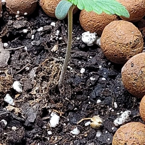Zkittlez growlog timeline photo