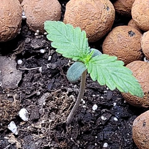 Zkittlez growlog timeline photo