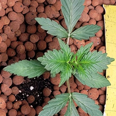Froot by the foot growlog timeline photo