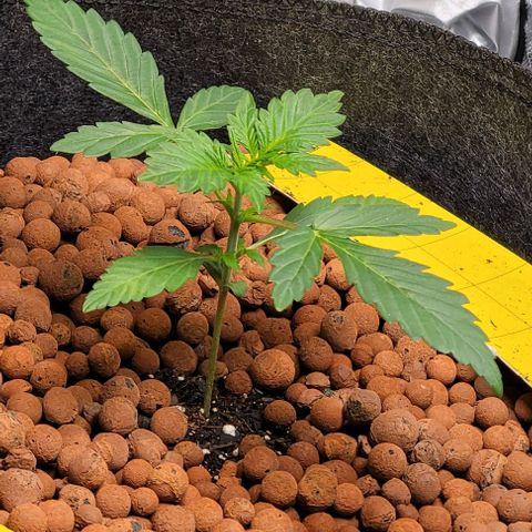 Froot by the foot growlog timeline photo