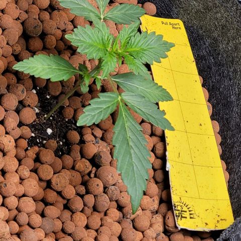 Froot by the foot growlog timeline photo