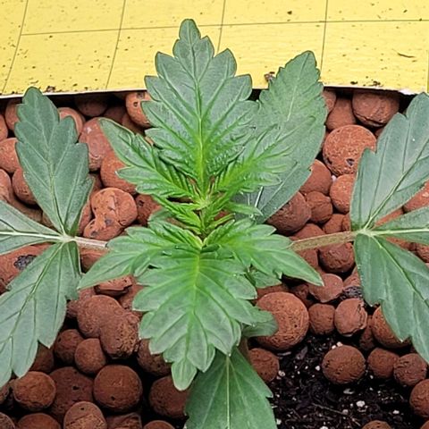 Froot by the foot growlog timeline photo