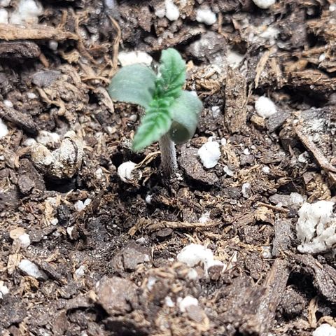 Dubble Cookies 🍪 growlog timeline photo
