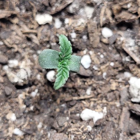Dubble Cookies 🍪 growlog timeline photo