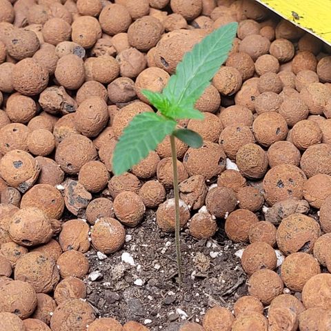 Gummibears growlog timeline photo