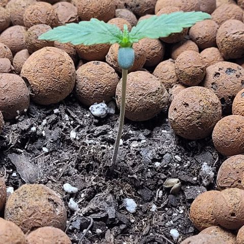 Zkittlez growlog timeline photo