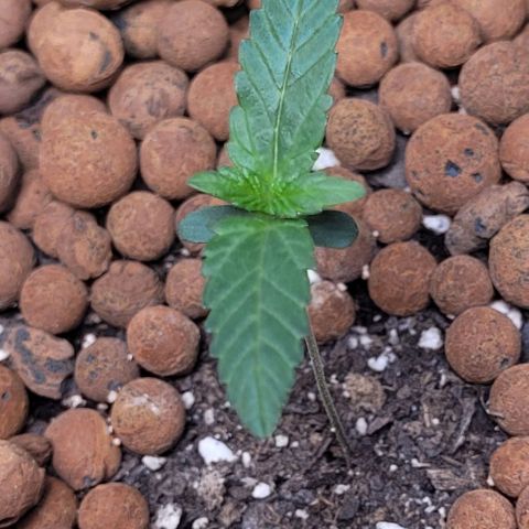 Gummibears growlog timeline photo