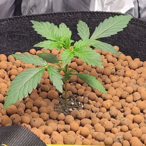 Froot by the foot growlog timeline photo