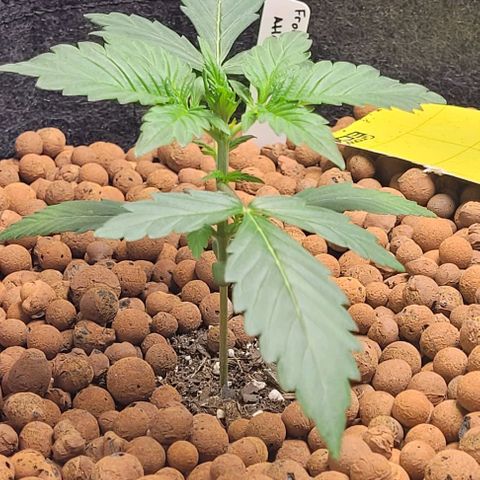 Froot by the foot growlog timeline photo