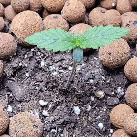 Zkittlez growlog timeline photo
