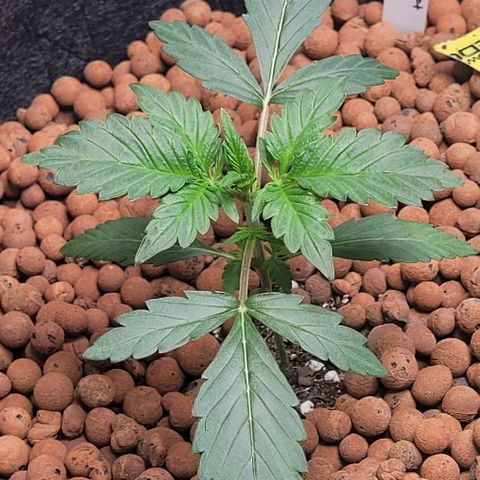Froot by the foot growlog timeline photo
