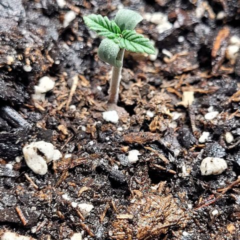 Dubble Cookies 🍪 growlog timeline photo