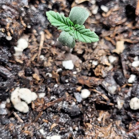 Dubble Cookies 🍪 growlog timeline photo