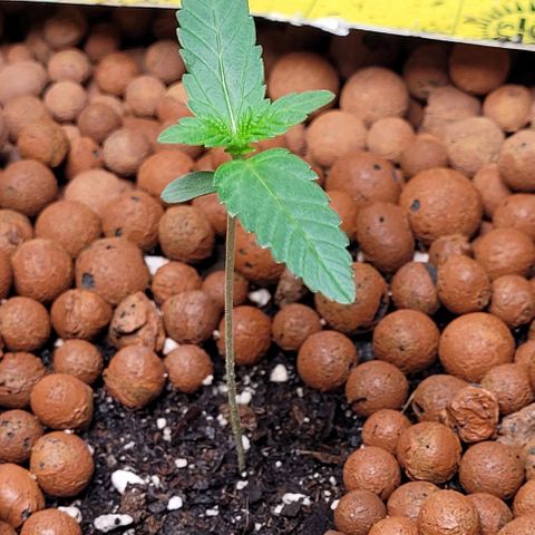 Gummibears growlog timeline photo