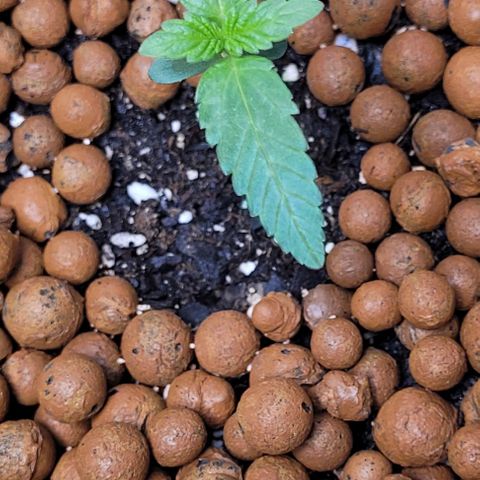 Gummibears growlog timeline photo