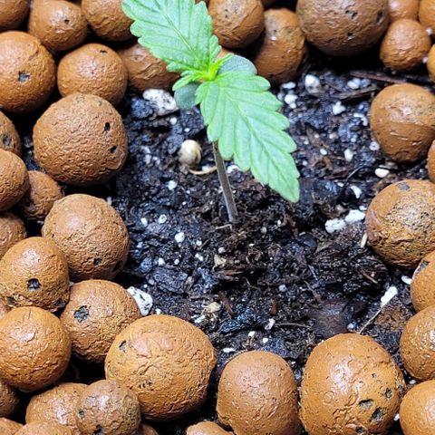 Zkittlez growlog timeline photo