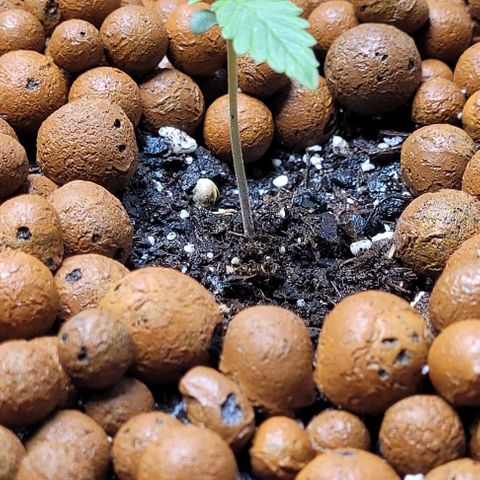 Zkittlez growlog timeline photo