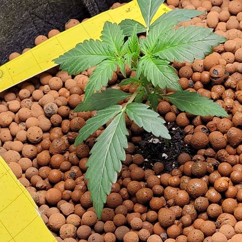 Froot by the foot growlog timeline photo