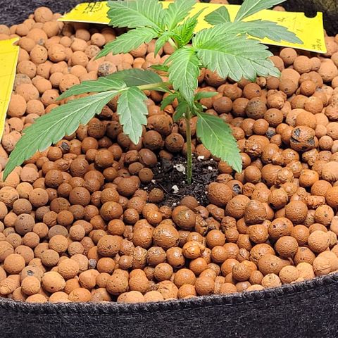 Froot by the foot growlog timeline photo