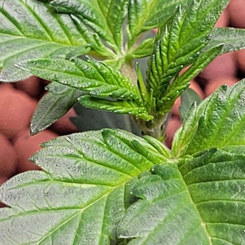 Froot by the foot growlog timeline photo